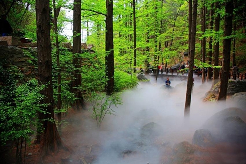 樹林人造霧