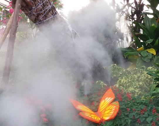 人造霧和綠植搭配打造為何賞心悅目
